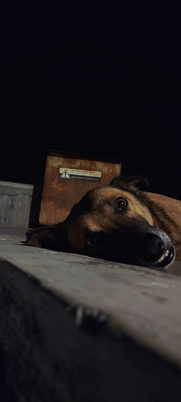 animal, animal themes, one animal, darkness, mammal, black, no people, close-up, dog, pet, wood, domestic animals, animal body part, indoors, animal wildlife, carnivore, animal head, white