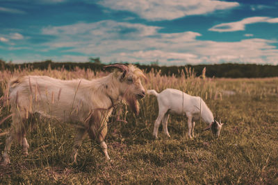 Horses in a field