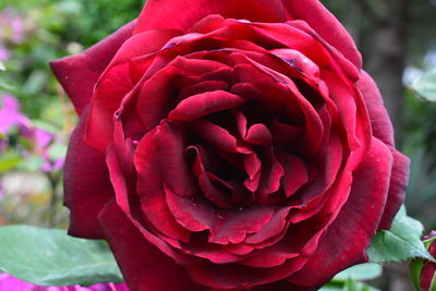 Close-up of pink rose