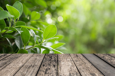 Close-up of leaves on wood