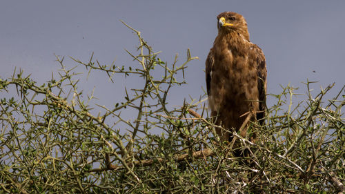 Bird perching on tree