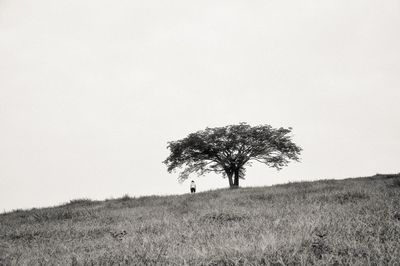 Tree on landscape against clear sky