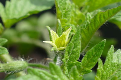 Close-up of fresh green plant