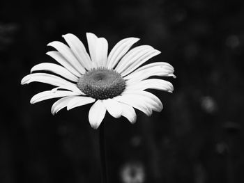 Close-up of flower