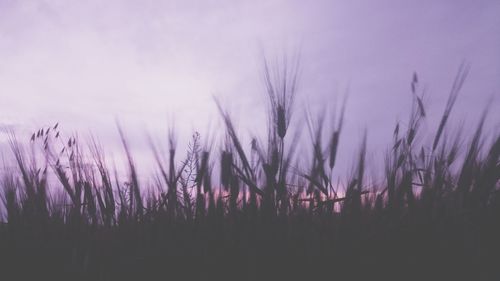 Close-up of plants against sky during sunset