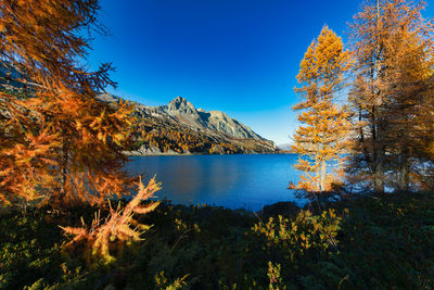 Scenic view of lake by trees against blue sky