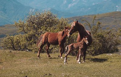 Horses in a field