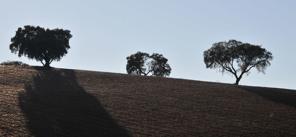 Trees on field against clear sky