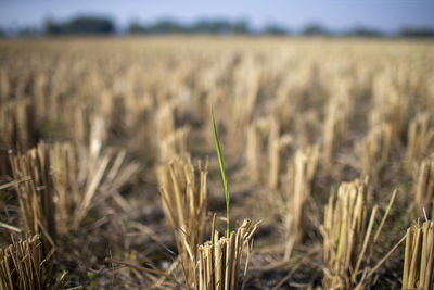 Close-up of stalks in field