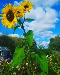 Close-up of yellow flowers blooming against sky