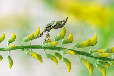 Close-up of insect on leaves