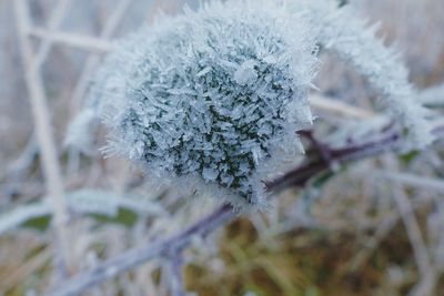 Close-up of frozen plant