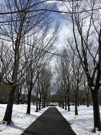 Bare trees on snow covered landscape