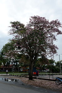 Trees by road against sky