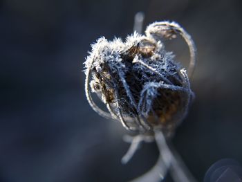 Close-up of snow on plant