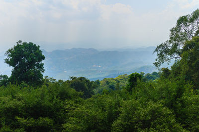 Scenic view of forest against sky