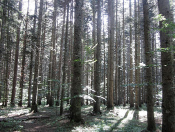 Trees growing in forest