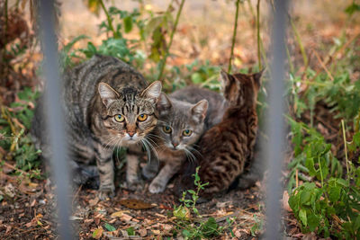 Portrait of cats on ground