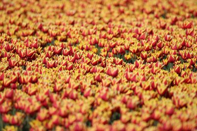 Full frame shot of red flowering plants