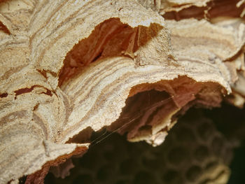 Full frame shot of dry leaf