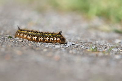 Close-up of caterpilla on path