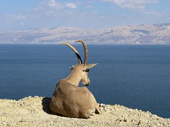 Deer on beach against sky