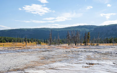 Trees at geothermal landscape against forest with sky in background at park