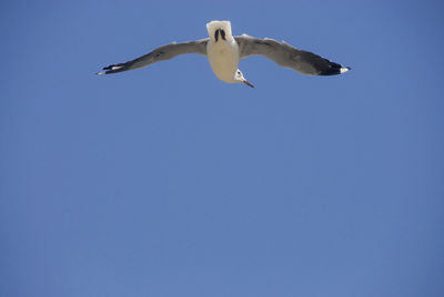 Low angle view of seagull flying against clear blue sky