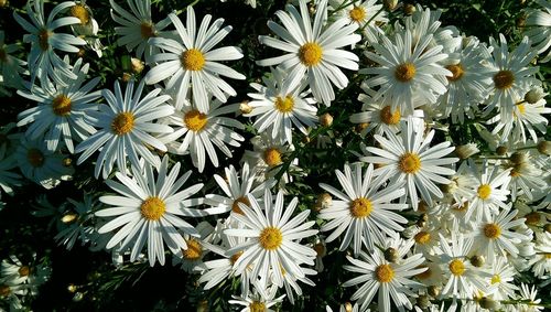 Close-up of white daisy flowers