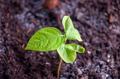 Close-up of green leaves on plant