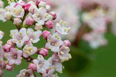 Close-up of pink cherry blossoms