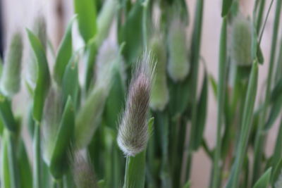 Close-up of crops growing on field