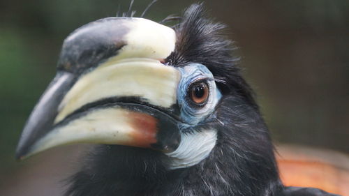 Close-up of a bird