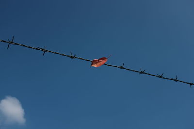 Low angle view of leaf on barbed wire against blue sky