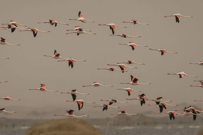 Birds flying in sky