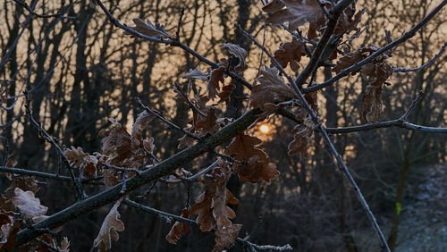 Close-up of bare tree in forest during winter