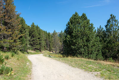 Road amidst trees and plants against sky