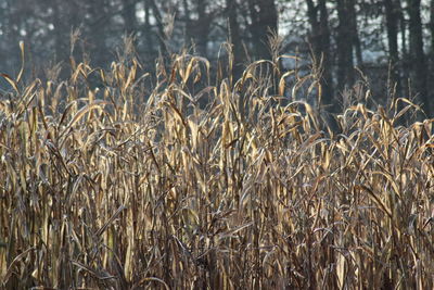 Close-up of stalks in field