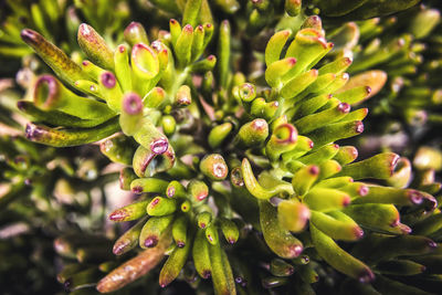 Close-up of crassulaceae succulent plant
