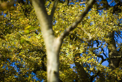 Low angle view of flowering plants against trees