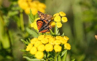 Close-up of butterfly pollinating on yellow flower