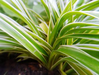 Close-up of fresh green plant