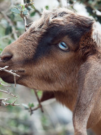 Close-up of kid goat by plant
