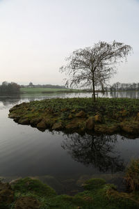 Reflection of trees in water