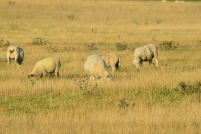 Sheep grazing on grassy field