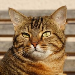 Close-up portrait of tabby cat