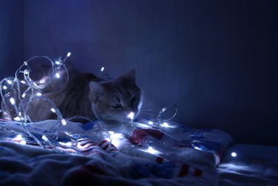 Cat playing with christmas' lights