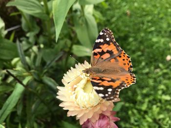 Close-up of butterfly pollinating on flower