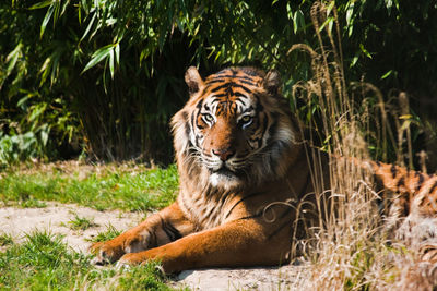 Close-up of tiger