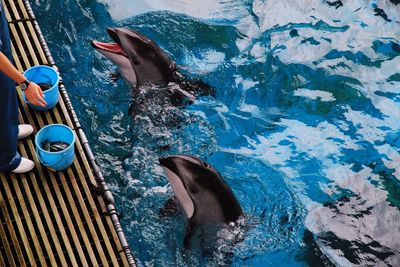 Low section of caretaker feeding dolphins at aquarium